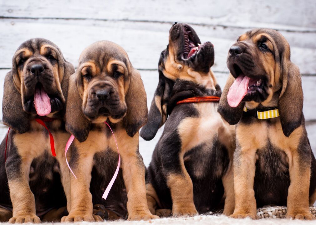 #46. Bloodhound